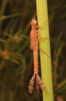 Enallagma exsulans, nymph